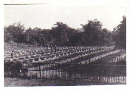 Section of POW Cemetery Chungkai Thailand